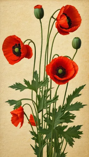 red poppies,red poppy,poppies,poppy flowers,coquelicot,floral poppy,klatschmohn,papaver,flower painting,corn poppies,seidenmohn,red poppy on railway,corn poppy,opium poppies,a couple of poppy flowers,poppy plant,red ranunculus,oriental poppy,poppy family,flowers png,Art,Classical Oil Painting,Classical Oil Painting 30