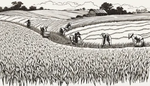 haymaking,paddy harvest,einkorn wheat,field cultivation,barley cultivation,stubble field,straw field,straw harvest,wheat crops,barley field,grain harvest,cultivated field,ricefield,agricultural,the rice field,threshing,furrows,farm workers,wheat field,cereal cultivation,Illustration,Black and White,Black and White 34