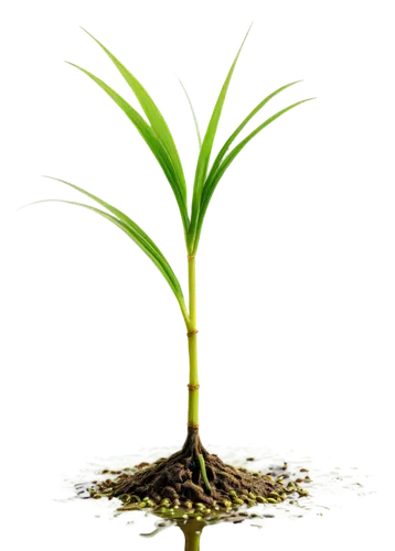 plant and roots,oil-related plant,growth icon,potted plant,root crop,potted palm,sapling,seedling,terrestrial plant,plant sap,crop plant,non-vascular land plant,tender shoots of plants,bulbous plant,cleanup,growth hacking,plant pathology,rank plant,green plant,container plant,Art,Artistic Painting,Artistic Painting 40