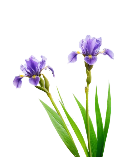 flowers png,purple irises,iris japonica,irises,algerian iris,wild iris,swamp iris,iris versicolor,iris,spiderwort,tulipan violet,flower background,pontederia,iris family,minimalist flowers,iris reticulata,sciuris major vulgaris,crocuss,purple flowers,laelia,Art,Classical Oil Painting,Classical Oil Painting 13