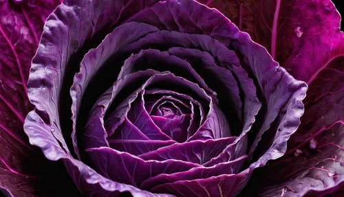 red cabbage,radicchio,cabbage leaves,savoy cabbage,chinese cabbage,cabbage,brassica,artichoke,red onion,purple chrysanthemum,purple parrot tulip,violet chrysanthemum,petals purple,red leaf lettuce,ornamental onion,brassica rapa,crown chakra flower,romaine,brassica oleracea var,pak-choi,Art,Classical Oil Painting,Classical Oil Painting 35