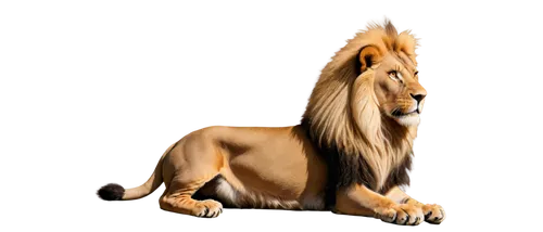 male lion,lion,female lion,skeezy lion,forest king lion,lion number,african lion,panthera leo,oriental longhair,british longhair,lion white,lion head,lion - feline,british semi-longhair,belgian horse,schleich,lion's coach,lion father,zodiac sign leo,masai lion,Conceptual Art,Daily,Daily 33