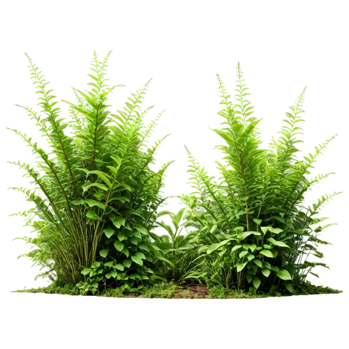 hornwort,thuja,citronella,fern plant,summer savory,japanese mugwort,ferns,leucaena,cleavers,ostrich fern,chervil,bamboo plants,fir fronds,evergreen trees,grass fronds,columbian spruce,motherwort,aquatic herb,fern fronds,green plants,Photography,General,Realistic