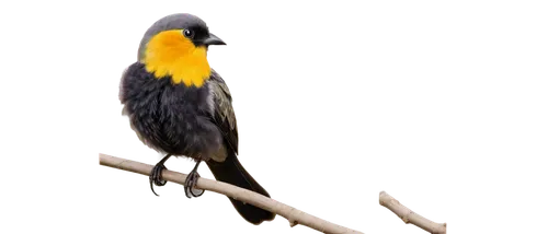 yellow weaver bird,yellow robin,bobolink,canari,eastern yellow robin,yellow finch,cape weaver,saffron finch,meadowlark,cuban oriole,yellow winter finch,bushshrike,little wattle-bird,noisy miner,pied myna,evening grosbeak,canary bird,male finch,white-winged widowbird,myna,Conceptual Art,Daily,Daily 27