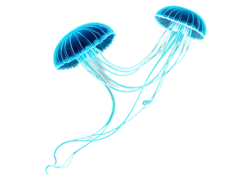 flagella,jellyfish,dinoflagellate,choanoflagellates,ctenophores,dinoflagellates,figure of paragliding,cnidaria,medusahead,medusae,momix,utricularia,rotifer,bladderwort,garrison,nauplii,sea jellies,lightwaves,bioluminescent,electroluminescent,Conceptual Art,Sci-Fi,Sci-Fi 30