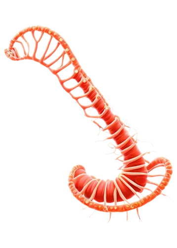 Helicobacter pylori, microscopic, 3D illustration, spiral shape, flagella, cell membrane, nucleus, DNA, proteins, biofilm formation, acidic environment, stomach lining, inflammatory response, warm col