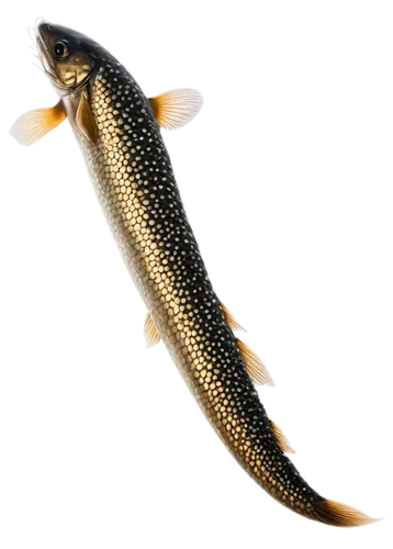 northern pike,fjord trout,oncorhynchus,cutthroat trout,coastal cutthroat trout,gar,pickerel,brown trout,trout breeding,pike,trout,freshwater fish,rainbow trout,carp tail,capelin,common carp,acanthorhynchus tenuirostris,cichla,fish oil,tobaccofish,Illustration,Japanese style,Japanese Style 18