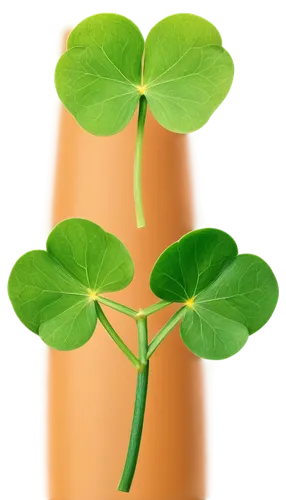 clover leaves,4-leaf clover,pennywort,five-leaf clover,pot of gold background,three leaf clover,four-leaf clover,4 leaf clover,a four leaf clover,clovers,narrow clover,four leaf clover,defence,patrol,triangular clover,moringa,nasturtium leaves,medium clover,monocotyledons,shamrock,Photography,Fashion Photography,Fashion Photography 06