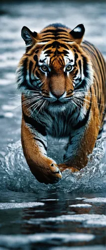 asian tiger,a tiger,tiger,bengal tiger,tigers,siberian tiger,surface tension,sumatran tiger,tiger png,tigerle,blue tiger,bengalenuhu,butterfly stroke,tiger head,tiger cat,roaring,wild cat,female swimmer,animal photography,breaststroke,Photography,Documentary Photography,Documentary Photography 27