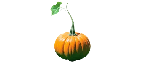 figleaf gourd,turkestan tulip,pointed gourd,scarlet gourd,bulbous plant,calabaza,chinese lantern plant,naranjilla,gourd,cucurbita,titan arum,bitter gourd,endive,fritillaria imperialis,jack-in-the-pulpit,persian onion,poblano,ensete,eggplant,banana flower,Photography,Artistic Photography,Artistic Photography 02