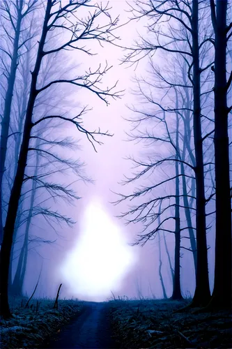 foggy forest,haunted forest,tenebrae,winter forest,foggy landscape,free background,forest dark,forest road,abductees,forest background,copse,dark park,black forest,nature background,ghost forest,dense fog,light of night,ground fog,forest of dreams,germany forest,Illustration,Vector,Vector 15