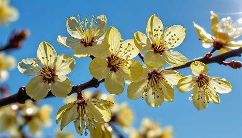 american witch hazel,amelanchier lamarckii,forsythia,kirch blossoms,plum blossoms,fruit blossoms,stamens,plum blossom,tree blossoms,apricot flowers,almond tree,close up stamens,flowering dogwood,flowering tree,prunus,bulbous flowers,chestnut flowers,jonquils,currant blossom,almond blossoms,Photography,General,Realistic