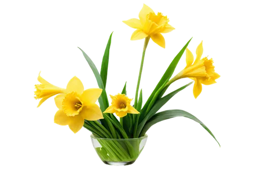 flowers png,daffodils,daff,yellow daffodils,daffyd,jonquils,yellow daffodil,flower background,daffodil,jonquil,spring background,filled daffodil,spring leaf background,tulip background,easter lilies,the trumpet daffodil,flower wallpaper,bulbs,yellow tulips,aspidistra,Illustration,Japanese style,Japanese Style 09