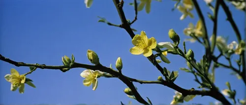 Compose a romantic poem about the scent of triazine blossoms.,liriodendron tulipifera,inflorescences,flowering branch,shrub in flower,flowering in may,inflorescence,tulpenbaum,flowering branches,flowe