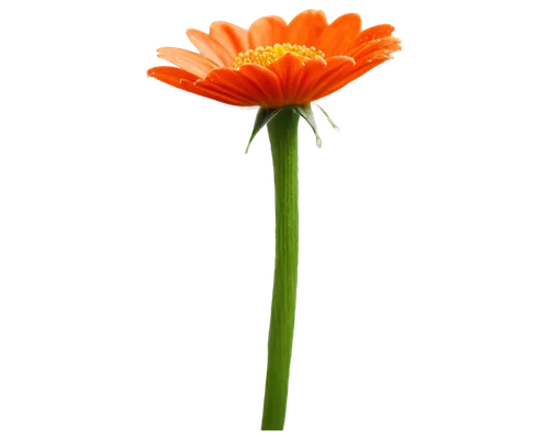 flowers png,calendula,calenduleae,cleanup,gerbera,orange flower,defense,calendula flower,gerbera flower,calendula officinalis,calendula suffruticosa,asteraceae,orange,klatschmohn,orange dahlia,single flower,minimalist flowers,orange marigold,turkestan tulip,gazania,Illustration,Black and White,Black and White 06