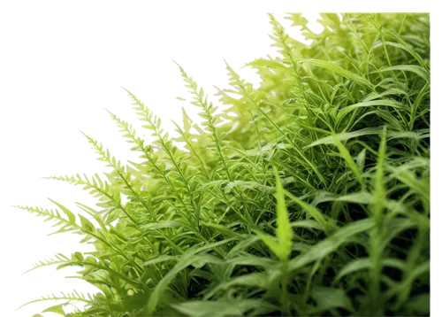 hydrilla,clubmoss,citronella,spleenwort,myriophyllum,aquatic herb,rhipsalis,green wallpaper,forest moss,bryophytes,rotala,summer savory,salsola,nettled,sporophyte,fern plant,parsley leaves,asplenium,sphagnum,sporophytes,Unique,Paper Cuts,Paper Cuts 01