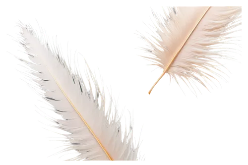 Close-up, macro, feather, soft focus, white background, gentle lighting, detailed texture, fluffy edges, curved shape, pastel colors, shallow depth of field, 1/2 composition, warm tone, high contrast,