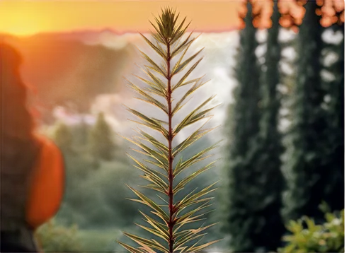 spruce needle,fir tree silhouette,background bokeh,horsetail,flower in sunset,pine flower,spruce needles,pine tree,cupressus,nature background,coniferous,gymnosperm,subalpine,conifer,fir needles,pine tree branch,pine cancer flower,equisetum,sempervirens,pine branch,Photography,Fashion Photography,Fashion Photography 18