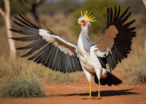 Sudanese secretarybird, majestic, standing, wings spread wide, bright white belly, dark brown back, yellow beak, sharp talons, savannah grassland, Acacia trees, sunny day, warm lighting, shallow depth