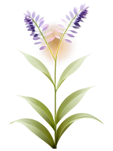 flowers png,fernleaf lavender,french lavender,the lavender flower,lavender flower,lisianthus,lavender oil,egyptian lavender,crown chakra flower,flower illustrative,flower illustration,fireweed,digitalis,flower background,perennial plant,gentians,lavandula,liatris spicata,motherwort,aromatic plant,Unique,Paper Cuts,Paper Cuts 03