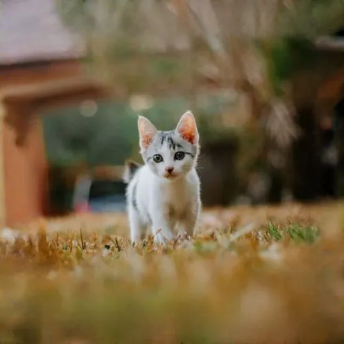 japanese bobtail,american wirehair,feral cat,turkish angora,chinese pastoral cat,kurilian bobtail,stray kitten,cute cat,white cat,stray cat,domestic short-haired cat,breed cat,european shorthair,littl