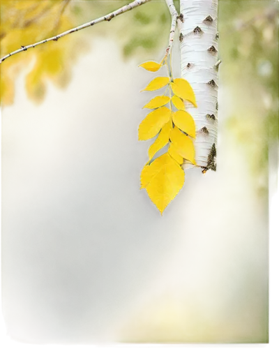 birch tree background,yellow leaf,yellow leaves,birch tree,spring leaf background,birch tree illustration,leaf background,gingko,autumn frame,autumn background,sweet birch,ginkgo,leaves in the autumn,autumn foliage,ginkgo biloba,yellow maple leaf,beech leaves,fall leaf border,leaves frame,american aspen,Conceptual Art,Oil color,Oil Color 02