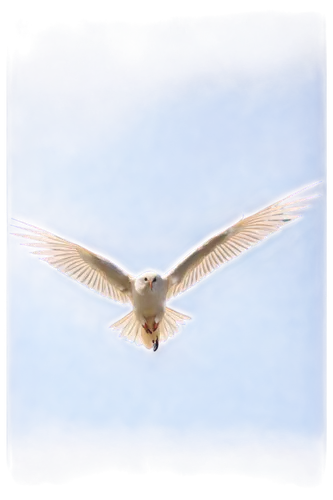 seagull in flight,bird in flight,flying tern,black-winged kite,black-shouldered kite,bird flying,brahminy kite,ferruginous hawk,red tailed kite,seagull flying,kelp gull in flight,northern harrier,bird wing,flying hawk,in flight,american herring gull,eckankar,windhover,soar,seagle,Conceptual Art,Oil color,Oil Color 16