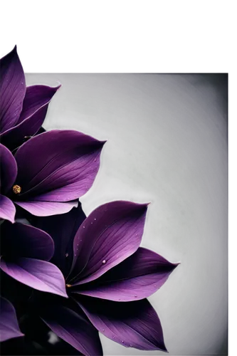 purple flower,petals purple,purpleabstract,flower purple,purple wallpaper,flowers png,dark purple,purple flowers,purple tulip,violaceous,purple frame,purple background,flower wallpaper,violet colour,purple rose,flower background,lotus leaf,lotus png,purple dahlia,purple daisy,Conceptual Art,Fantasy,Fantasy 16