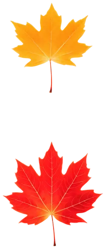 maple leaf red,red maple leaf,maple leaves,leaf background,yellow maple leaf,maple leave,maple foliage,leaf icons,garrison,maple shadow,autumn background,maple bush,defence,red leaf,diwali background,garrisoned,spring leaf background,fall leaf border,maple tree,ash-maple trees,Illustration,Abstract Fantasy,Abstract Fantasy 09