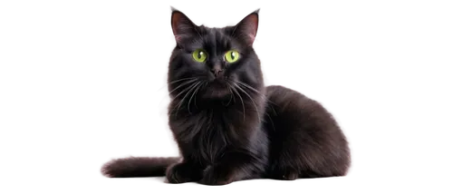 hollyleaf cherry,british longhair cat,pet black,cat vector,jiji the cat,british semi-longhair,oriental shorthair,nebelung,breed cat,chartreux,black cat,gray cat,capricorn kitz,domestic long-haired cat,turkish angora,kurilian bobtail,felidae,cat image,domestic short-haired cat,american wirehair,Illustration,Black and White,Black and White 10