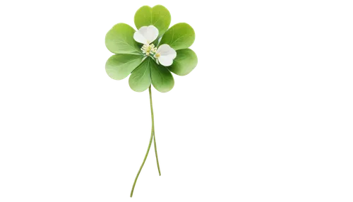 4-leaf clover,spring leaf background,narrow clover,five-leaf clover,flowers png,four-leaf clover,clover flower,medium clover,shamrock,a four leaf clover,4 leaf clover,long ahriger clover,four leaf clover,arabidopsis,three leaf clover,sandwort,green wallpaper,wood daisy background,clovers,clover leaves,Photography,Fashion Photography,Fashion Photography 08