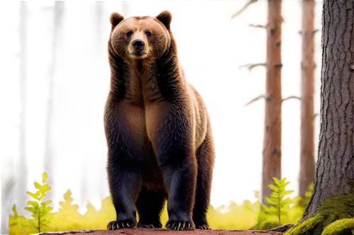 european brown bear,nordic bear,brown bear,bear guardian,bear,bearlike,beorn,scandia bear,ursine,great bear,bearse,cute bear,grizzly,bluebear,bearman,little bear,forebear,bearss,bearak,disneynature,Illustration,Realistic Fantasy,Realistic Fantasy 04