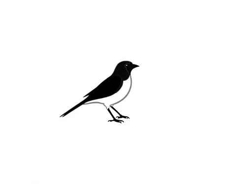 magpie,bird png,luginbill,bird robin,currawong,cowbird,Design Sketch,Design Sketch,Rough Outline