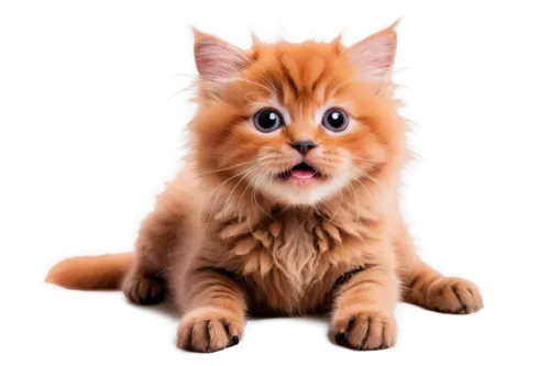 ginger kitten,red tabby,ginger cat,firestar,orange tabby cat,british longhair cat,cat vector,maincoon,orange tabby,felo,nikoli,cartoon cat,macavity,firecat,whiskas,suara,transparent background,breed cat,siberian cat,cute cat,Art,Artistic Painting,Artistic Painting 51