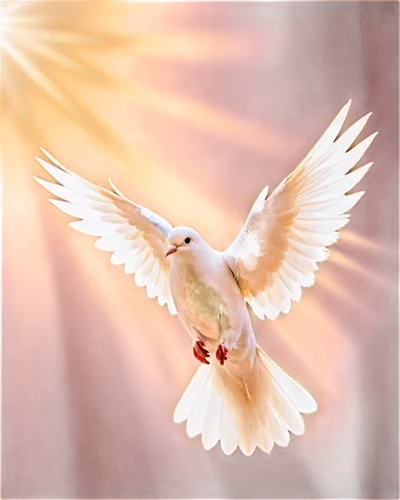 dove of peace,doves of peace,peace dove,holy spirit,white dove,beautiful dove,pentecost,dove,pentecostalist,divine healing energy,urantia,angel wing,doves,peaceably,adonai,fairy tern,seraph,peacocke,white bird,angel wings,Conceptual Art,Fantasy,Fantasy 27