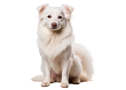 berger blanc suisse,japanese spitz,english white terrier,american eskimo dog,maremma sheepdog,korean jindo dog,white shepherd,canadian eskimo dog,livestock guardian dog,german spitz mittel,canaan dog,kuvasz,german spitz,icelandic sheepdog,white dog,borzoi,great pyrenees,pet vitamins & supplements,chilean fox terrier,australian collie,Illustration,Abstract Fantasy,Abstract Fantasy 08