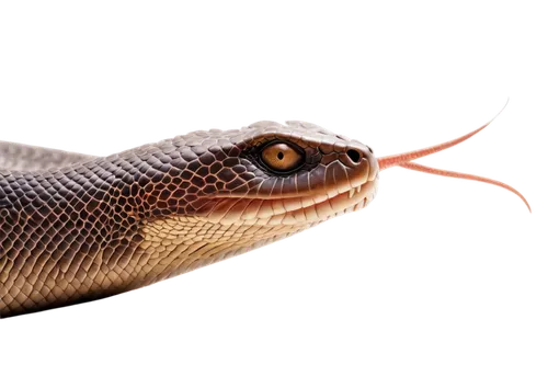 splendor skink,boomslang,hypsilophodon,desmognathus,skink,ameiva,keelback,elegans,vipera,agamas,zonata,micrurus,whiptail,alligator lizard,eleutherodactylus,nonvenomous,eucamptognathus,reconstruction,compsognathus,sceloporus,Photography,Fashion Photography,Fashion Photography 15