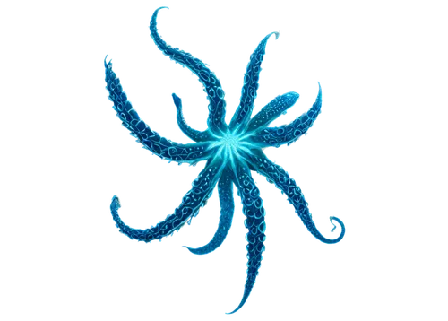 hydroid,star anemone,cnidarian,astropecten,deepsea,sea anemone,echinoderm,architeuthis,octopus vector graphic,bioluminescent,cnidaria,melanophores,flabellina,hydroids,echinoderms,bioluminescence,meromictic,polychaetes,oceanographer,zoa,Photography,Documentary Photography,Documentary Photography 12