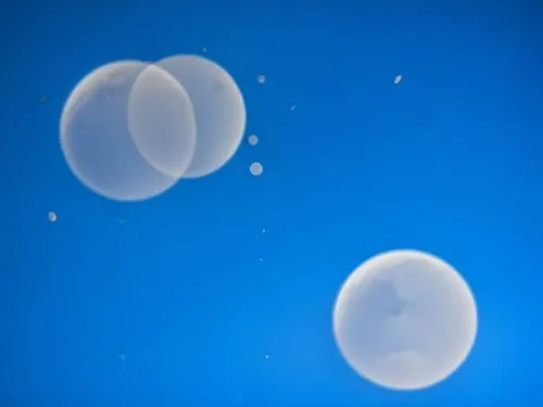 romulus,a couple of bubbles floating through the air,sea jellies,ellipsoids,phyllodesmium,ctenophores,jellies,cnidaria