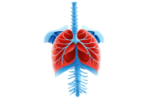 bronchial,pleuropneumonia,respiratory,pneumonitis,pulmonology,pulmonary,pulmonic,pneumothorax,pneumoconiosis,lung cancer,emphysema,oxygenator,bronchioles,bronchiectasis,hypoventilation,pleurisy,mediastinal,lungs,creatinine,expiratory,Illustration,Vector,Vector 12