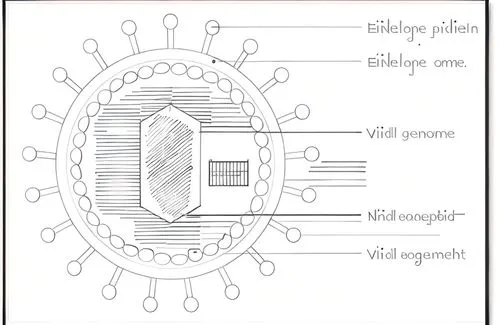 bevel gear,schematic,spiral bevel gears,halogen bulb,gullideckel,piston valve,derailleur gears,cover parts,t-helper cell,univalve,voltmeter,design of the rims,steampunk gears,mitochondrion,automotive engine part,cross-section,decorative rubber stamp,cell membrane,cell structure,wheel hub,Design Sketch,Design Sketch,None