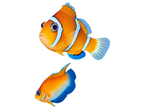 two fish,clownfish,discus fish,marine fish,blue stripe fish,nemo,triggerfish-clown,foxface fish,coral reef fish,trigger fish,fish,school of fish,amphiprion,fish pictures,fish in water,garibaldi (fish),triggerfish,anemone fish,anemonefish,aquarium fish,Illustration,Black and White,Black and White 27