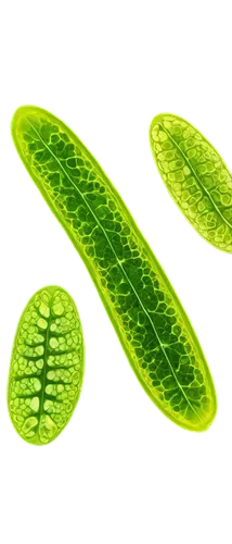 Euglena, microscopic view, green flagellated algae, oval body, anterior flagella, membranous pellicle, chloroplasts, nucleus, vacuoles, soft focus, high magnification, dark background, cinematic light