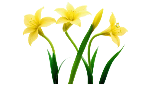 tulip background,flowers png,spring leaf background,flower background,easter lilies,jonquils,daffodils,yellow tulips,spring background,flower wallpaper,yellow daffodils,tulip flowers,tulipa,daff,floral digital background,flower illustrative,bulbs,tulips,daffyd,springtime background,Illustration,Retro,Retro 17