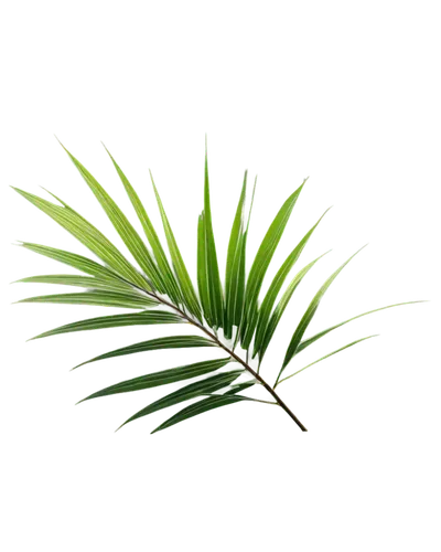 Palm tree branch, curved lines, bright green leaves, leaflets with notched tips, slender stem, gentle sway, morning sunlight, soft shadows, 3/4 composition, shallow depth of field, warm color tone, ci