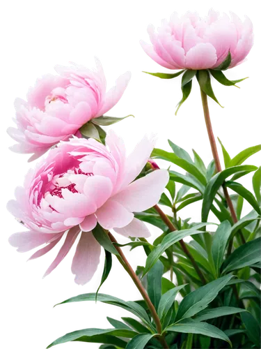 peony pink,common peony,pink peony,chinese peony,wild peony,peonies,peony,flowers png,pink lisianthus,pink chrysanthemum,peony bouquet,pink chrysanthemums,pink carnation,pink carnations,pink dahlias,dahlia pink,carnation of india,peony frame,flower background,pink flowers,Illustration,Realistic Fantasy,Realistic Fantasy 46