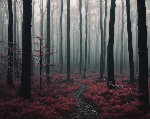 foggy forest,germany forest,forest path,haunted forest,forest of dreams,black forest,forest dark,autumn forest,fairytale forest,forest floor,forest,enchanted forest,forest walk,the forest,autumn fog,deciduous forest,forest landscape,holy forest,mixed forest,the mystical path,Photography,Documentary Photography,Documentary Photography 18