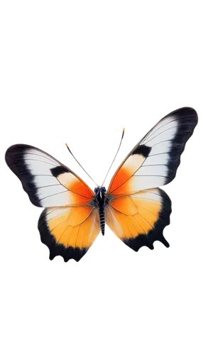 butterfly vector,butterfly clip art,euphydryas,hesperia (butterfly),orange butterfly,vanessa (butterfly),heliconius hecale,coenonympha tullia,viceroy (butterfly),scotch argus,polygonia,papillon,dryas julia,butterfly background,lycaena phlaeas,butterfly isolated,coenonympha,lycaena,brush-footed butterfly,cupido (butterfly),Conceptual Art,Sci-Fi,Sci-Fi 11