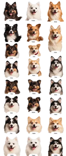 shiba,shibe,stereograms,stereogram,corgis,dogana,deg,shiba inu,dog frame,shibboleths,beagles,chihuahuas,mogridge,huskic,huskies,doggart,malamutes,mogwai,doges,shib,Photography,Artistic Photography,Artistic Photography 13