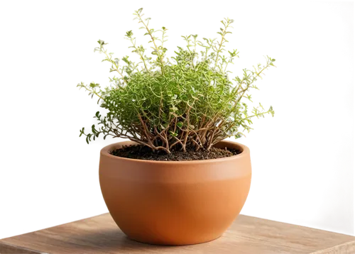 Thyme plant, small herb, green leaves, tiny flowers, woody stems, clay pot, warm sunlight, soft focus, shallow depth of field, natural texture, earthy tone, 3/4 composition, slight angle shot.,moss sa